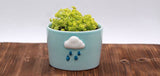 Spring Theme Ceramic Succulent Pots